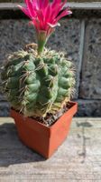 1 Kaktus Gymnocalycium Baldianum hybr. Blüte rot