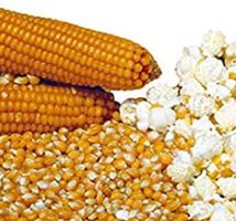 Ab 5.-fr 10 SAMEN POPCORN MAIS GRAINES SEMI SEEDS‪‪
