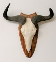 Gnu Streifengnu Geweih Trophäe