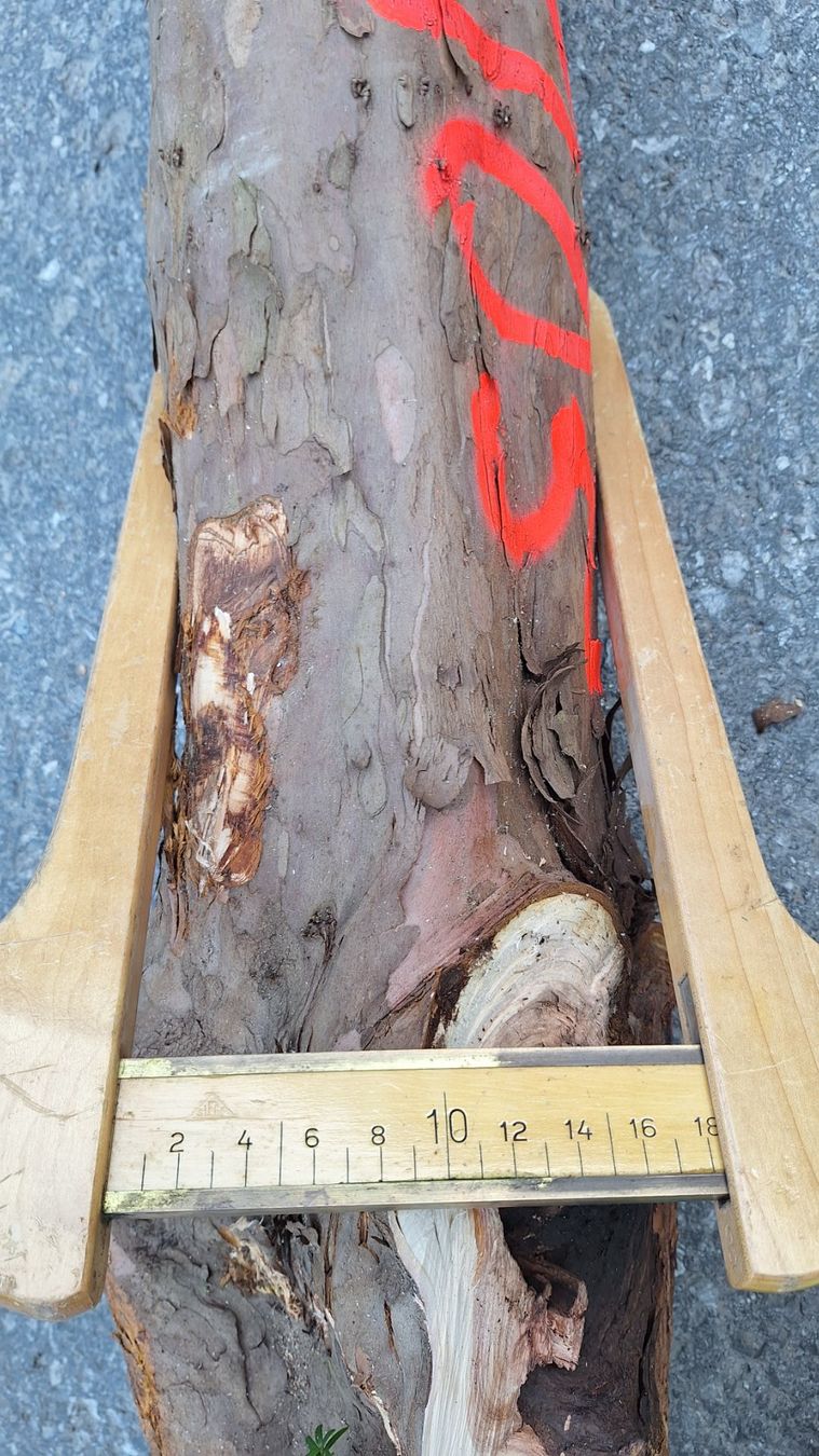 Articoli in legno: Eibe  Eibenholz Eibenstamm Holz drechseln Pfeilbogenholz – Nuovo (secondo la descrizione) da Bilten venduto da Claas10 7
