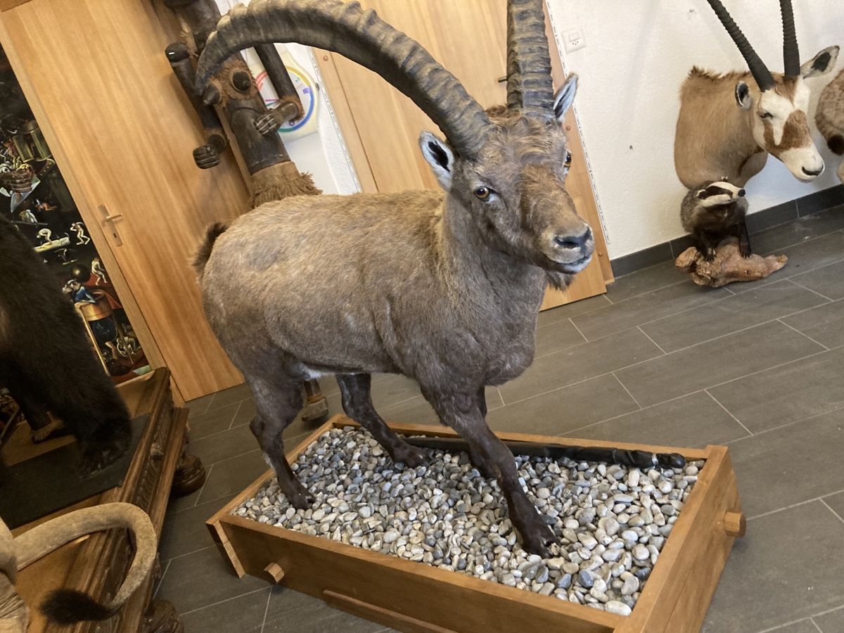 Il mondo degli animali: Bouquetin naturalisé – Nuovo (secondo la descrizione) da Orsières venduto da 2012momo01 3