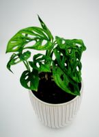 Monstera adansonii - kräftige Mutterpflanze 🌿