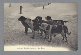 GRAND ST. BERNARD - LES CHIENS *
