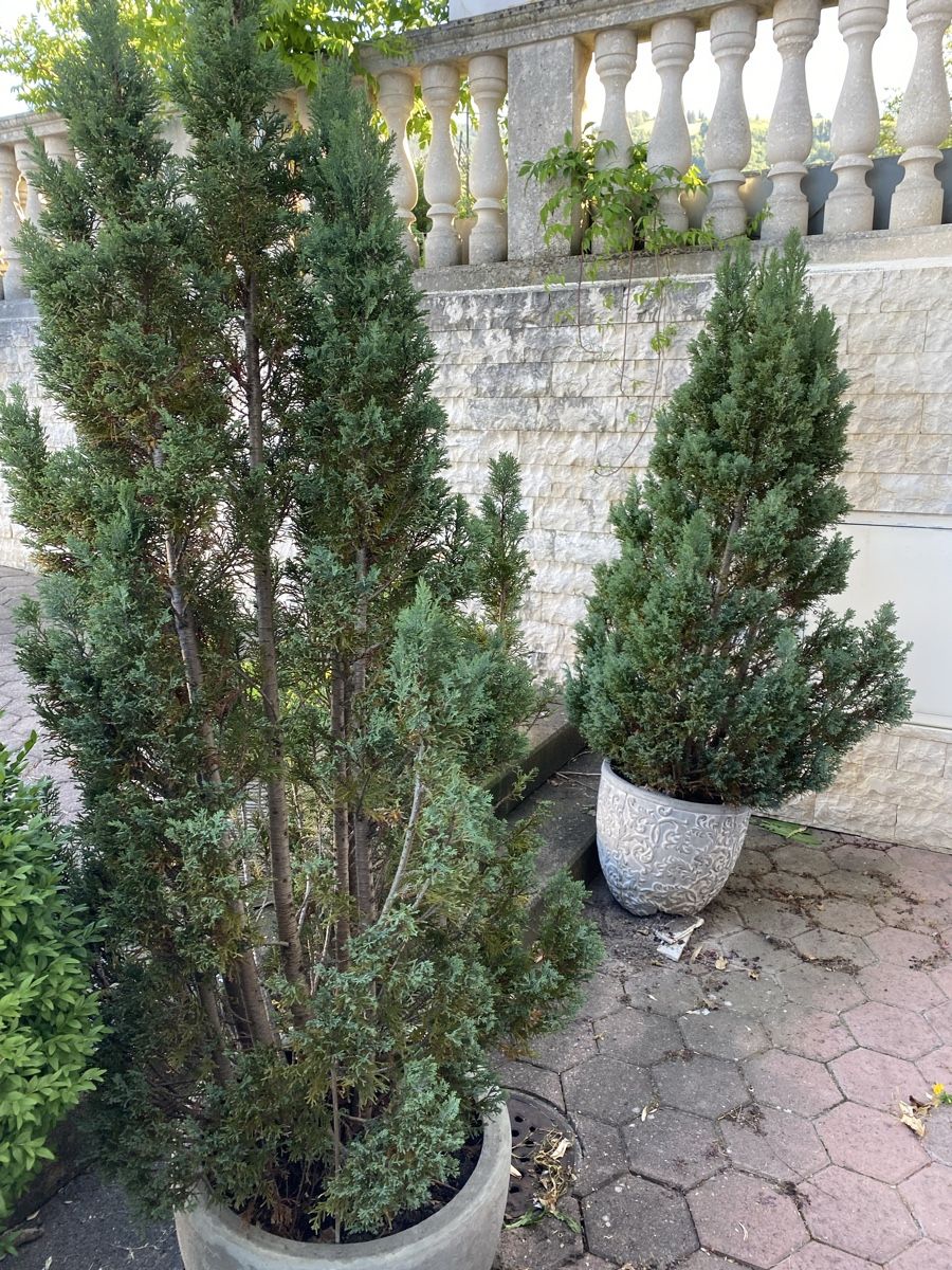 Pflanzen & Samen: Grosse Thuja – Gebraucht aus Galgenen von Testus 1