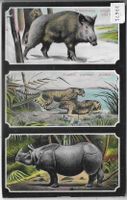 Wildschwein, Panther, Nashorn, Sanglier, wild boar