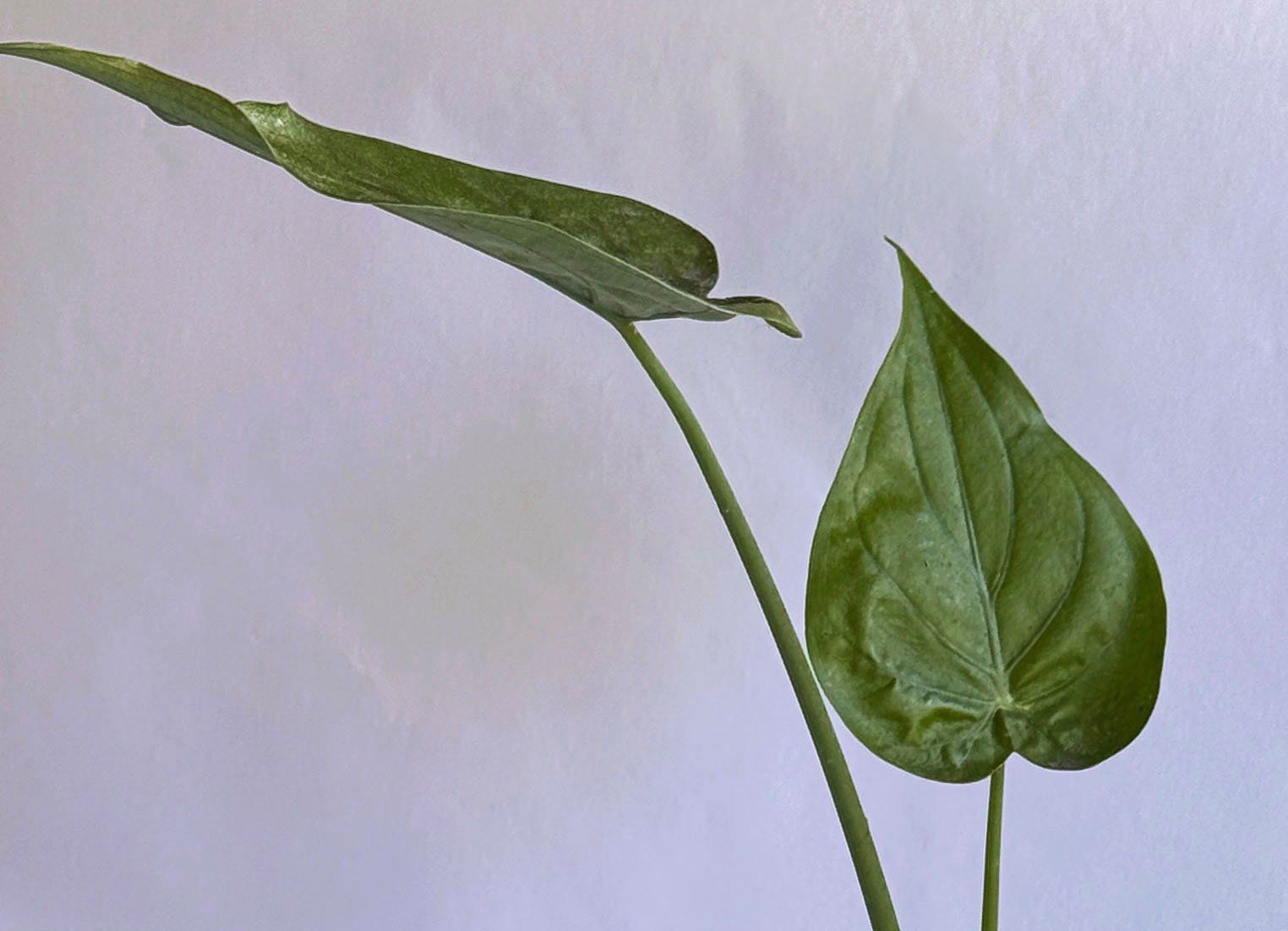 Piante & sementi: Alocasia**Elefantenohr oder Pfeilblatt***** – Nuovo (secondo la descrizione) da Dübendorf venduto da Orchid18 2