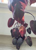 Philodendron Pink Princess Zimmer Pflanzen Blumen mit Topf