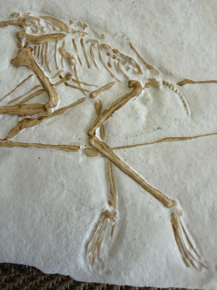 Fossili: Flugdrache Pterodactylus Fossil Replika  – Usato da Konolfingen venduto da petzipetz 2