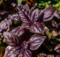 BASILIKUM Rot ( Ocimum basilicum )/10 Samen /