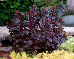 🐞Sedum black knight🐝 rarität🐝