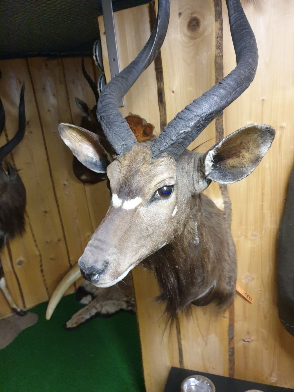 Il mondo degli animali: Nyala – Usato da Wiesendangen venduto da franz369 2
