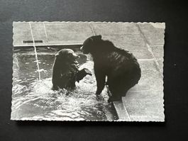 Postkarte Bern Bärengraben 1952 (R897)