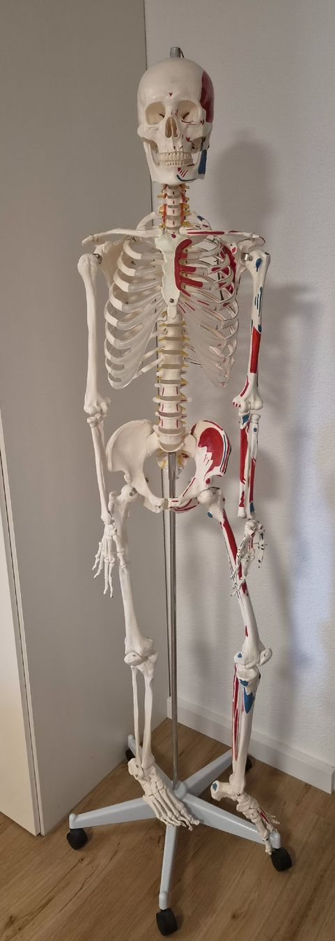 Statuette: Skelett Anatomie – Nuovo (secondo la descrizione) da Horgen venduto da cel_j8rc