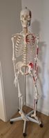 Skelett Anatomie