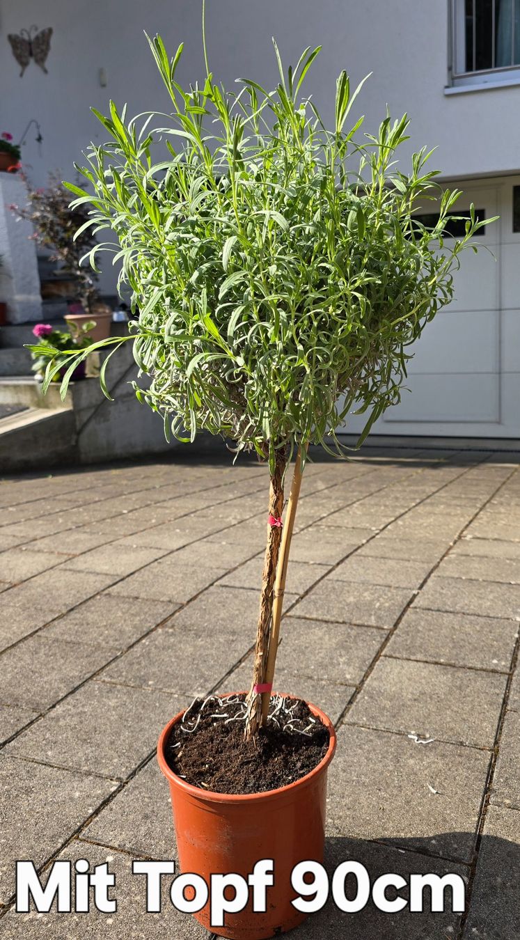 Pflanzen & Samen: Lavendel Stämmchen – Gebraucht aus Aarburg von popkorn65