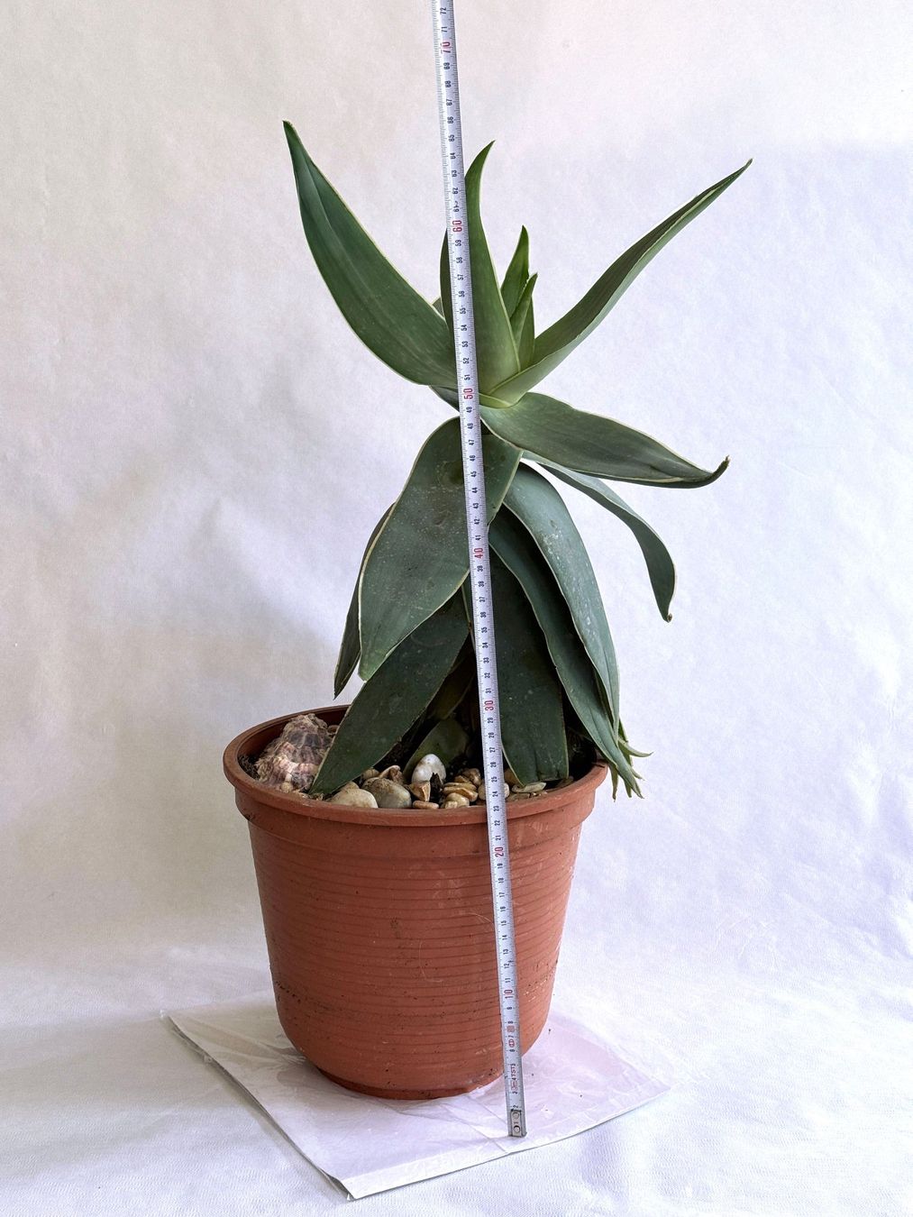 Piante & sementi: Aloe striata (Korallen-Aloe)***** – Nuovo (secondo la descrizione) da Dübendorf venduto da Orchid18 3
