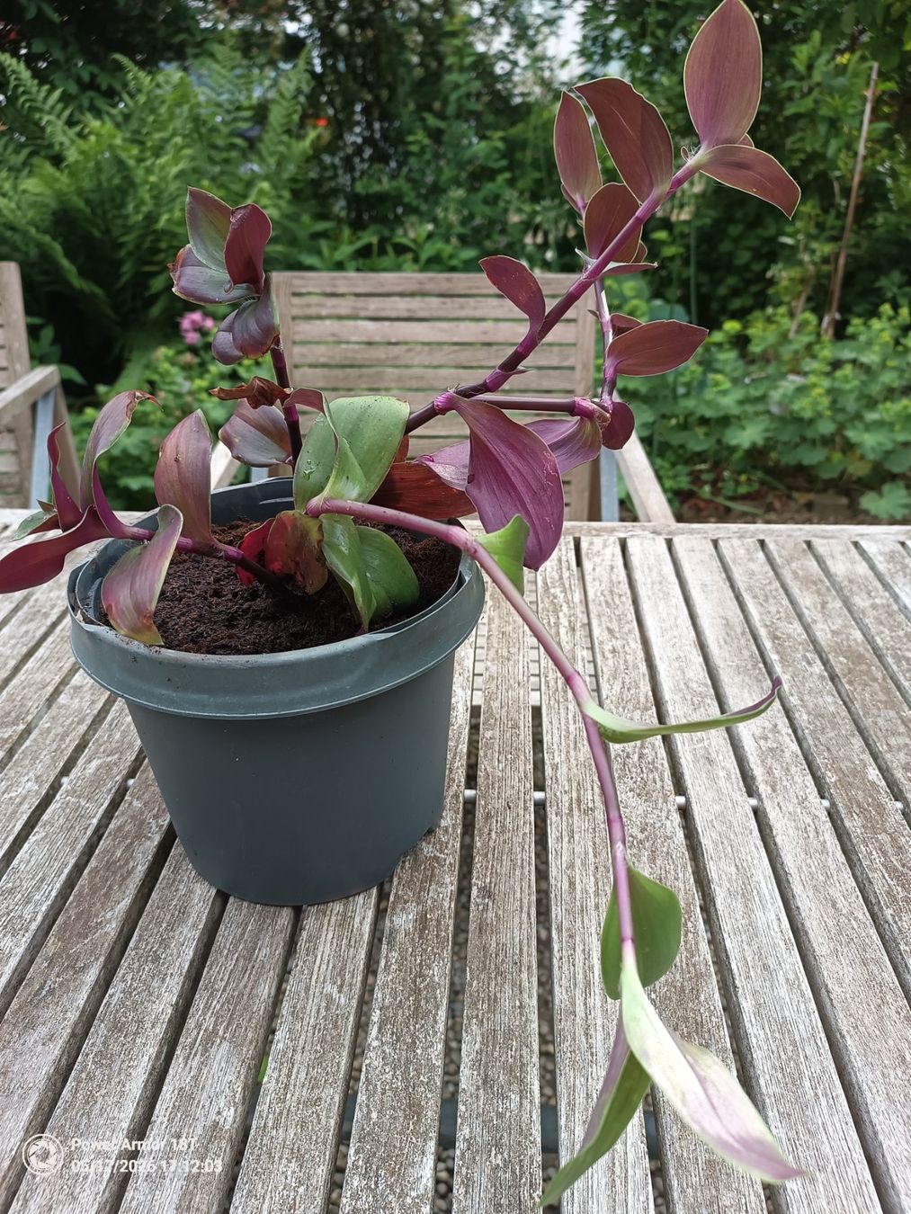 Piante & sementi: Tradescantia fluminensis-Variante – Usato da Winterthur venduto da Kristiinag 2