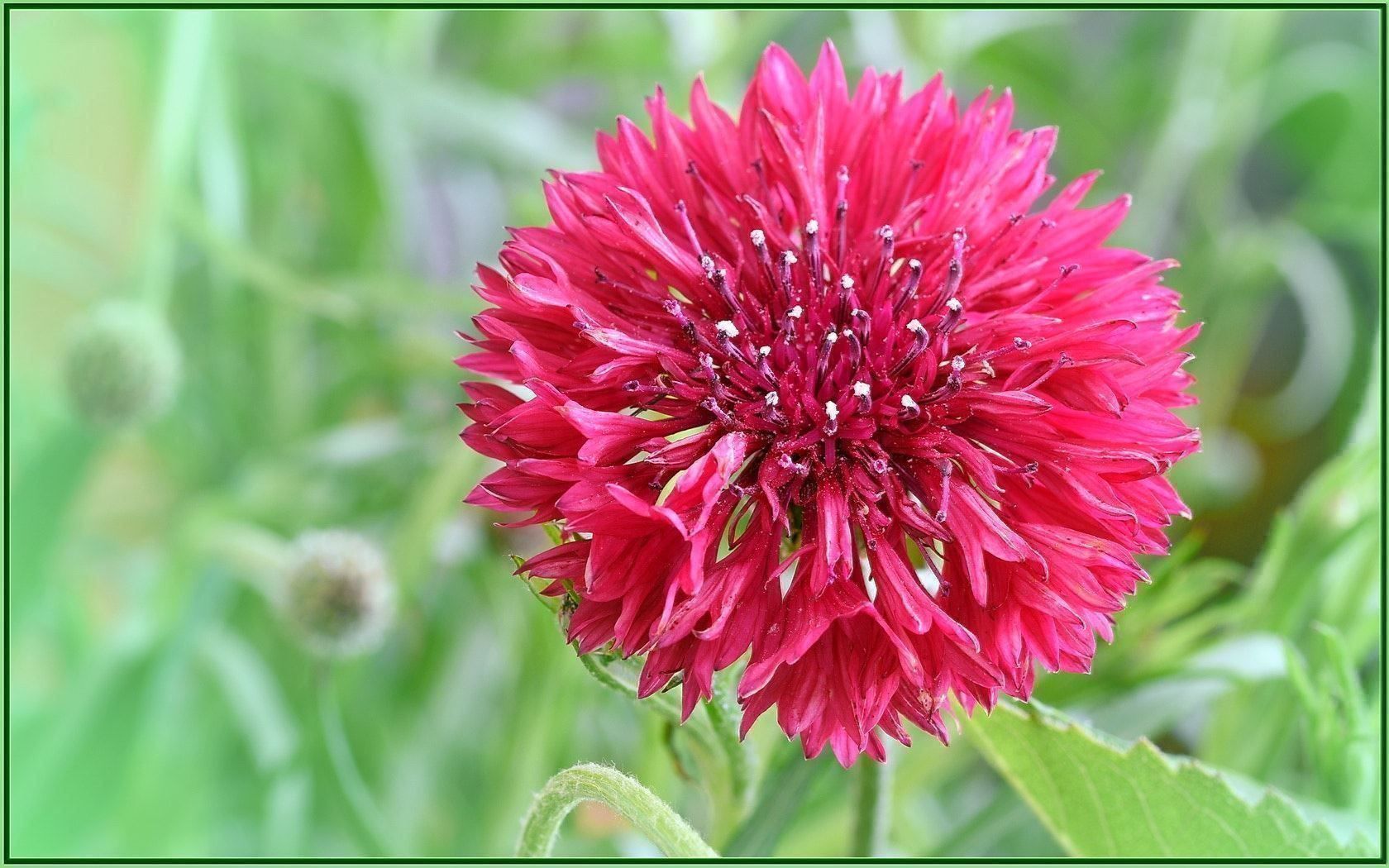 Pflanzen & Samen: 200 Samen Kornblume RED BOY – Neu (gemäss Beschreibung) aus Ehrendingen von VerveinaSamen 4