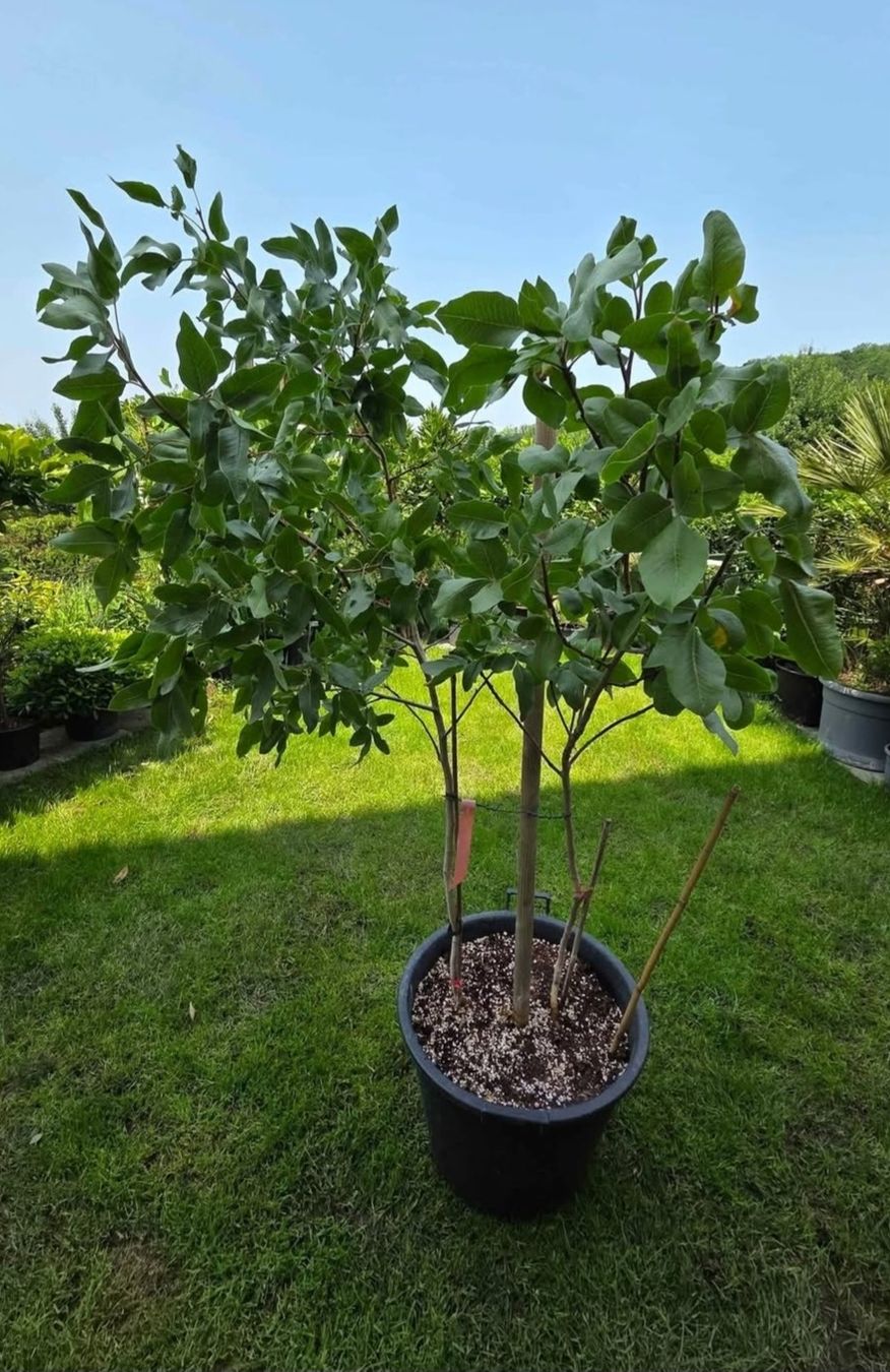 Piante & sementi: pistazie baum von bronte sizilie – Usato da Unterlunkhofen venduto da tomnova 2