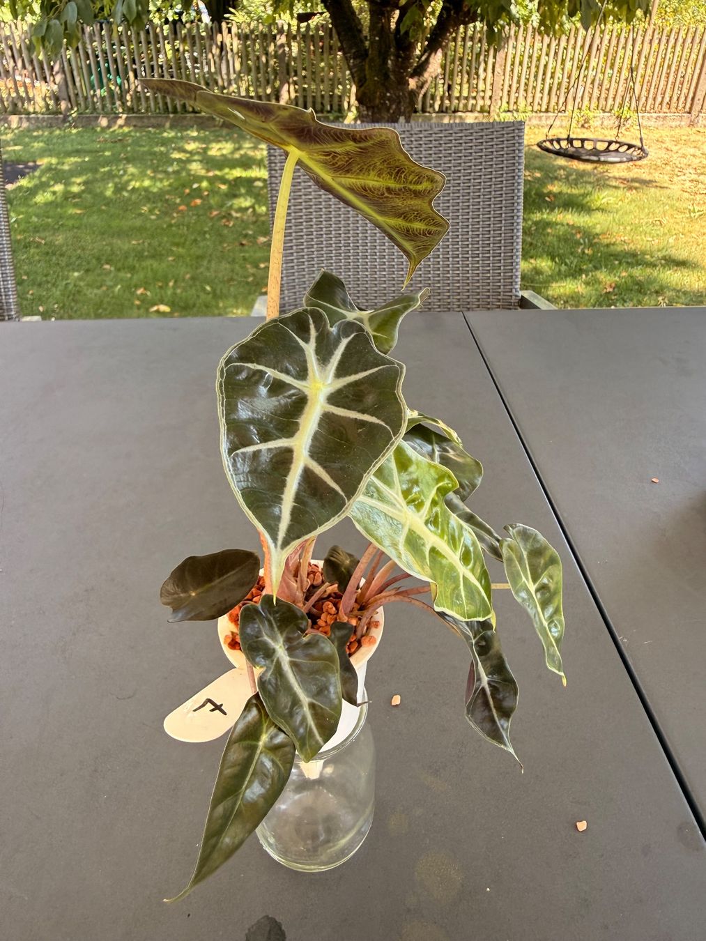 Pflanzen & Samen: Alocasia Amazonica Dwarf – Gebraucht aus Rafz von jca_98p5 2