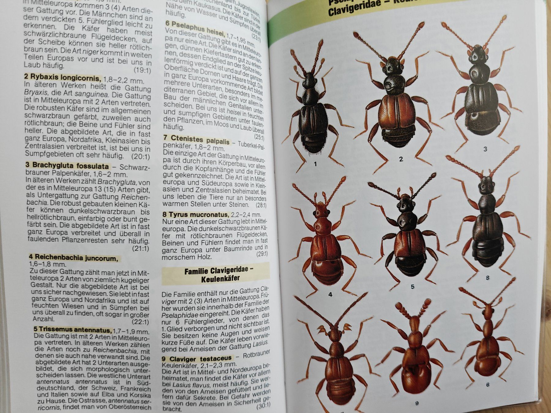Libri: Der Kosmos-Käferführer / Harde/Severa - Mitteleuropa – Usato da Muttenz venduto da IkaSul 3