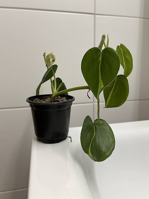 Piante & sementi: Philodendron scandens Brasil – Usato da Sargans venduto da -VS- 1