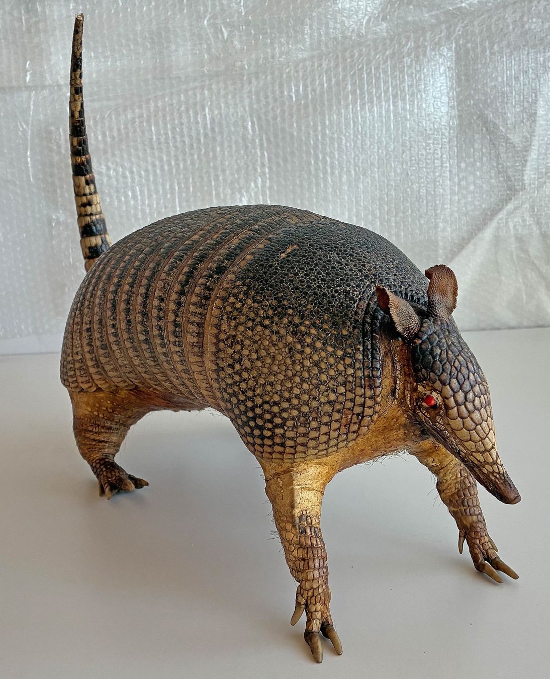 Il mondo degli animali: Gürteltier – Usato da Bäretswil venduto da robsonantik 2