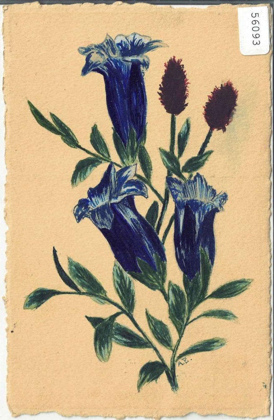 Cartoline postali: Blumengruss - Enzian - Handgemalt – Usato da Ettingen venduto da Kartenplanet