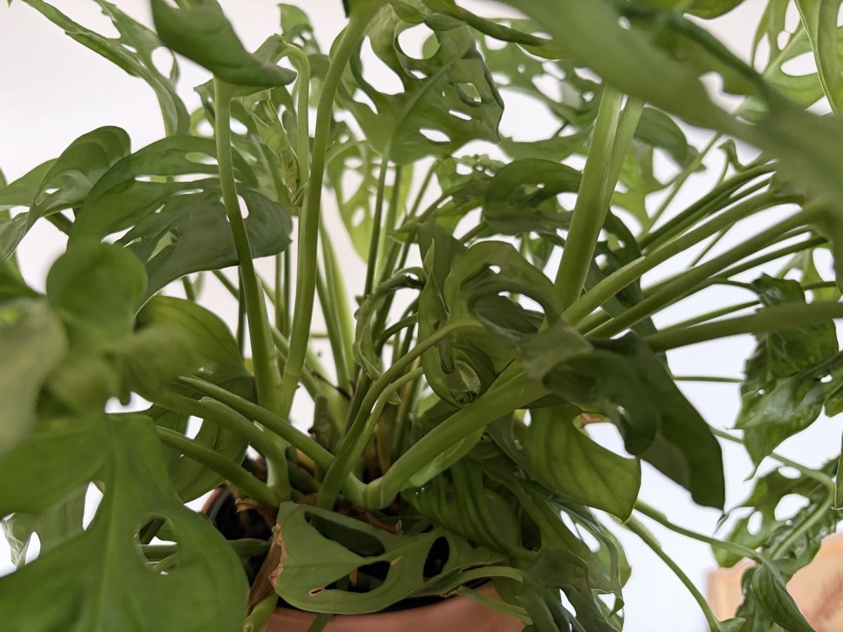 Plantes & graines: Monstera Adansonii  – D'occasion à Baar par annasorbian 2