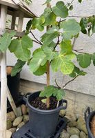 Feige Feigenbaum Baum Pflanzentopf Blumentopf Topf Pflanzen