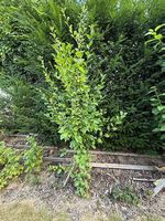 Säulenobstbaum Säulenpflaume Safira