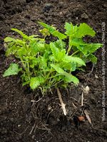 Zitronenmelisse - Melissa officinalis - Heilpflanze