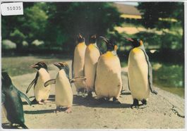 Zoologischer Garten Basel - Königs- u. Goldschopfpinguine