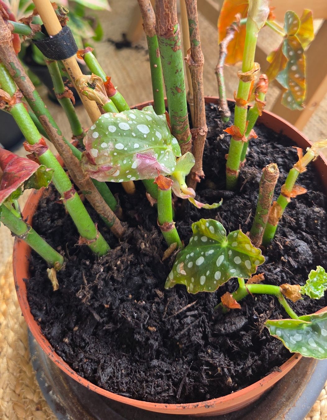 Plantes & graines: Forellenbegonie (ca. 40cm) – D'occasion à Zürich par wile_coyote 4