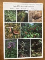 Urwald-Reservat Bödmeren: Moose, Pilze, Pflanzen, Mollusken