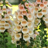 15 Samen Digitalis DALMATIAN PEACH ( pelletiert )