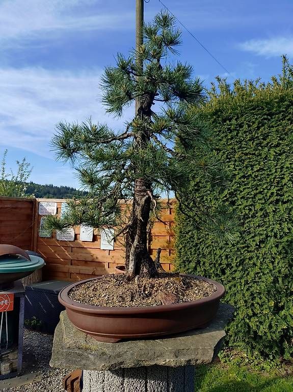Piante & sementi: Bonsai – Nuovo e nell'imballaggio originale da Walterswil SO venduto da som_jbd7 1