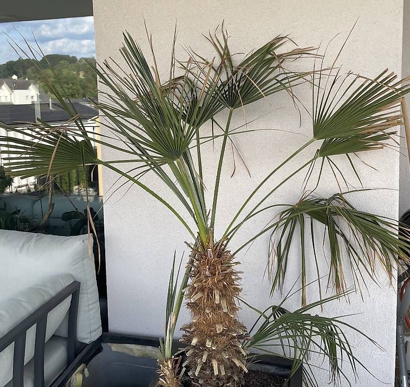 Piante & sementi: Palme - ca 180cm – Usato da Gachnang venduto da ch.m