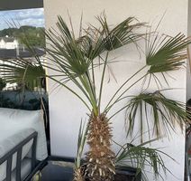 Palme - ca 180cm