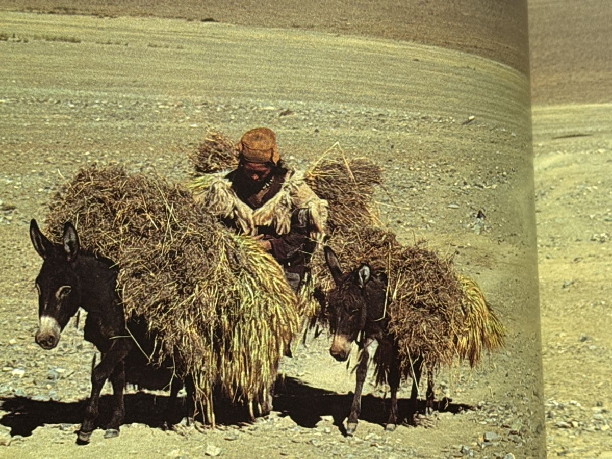 Libri: Ladakh - Between Earth and Sky, Wahid, Storm – Usato da Eschenz venduto da Belladog 4