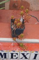 Sedum rubrotinctum - rote Fetthenne
