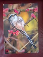 Vogelwarte Sempach, Schwanzmeise, Puzzle