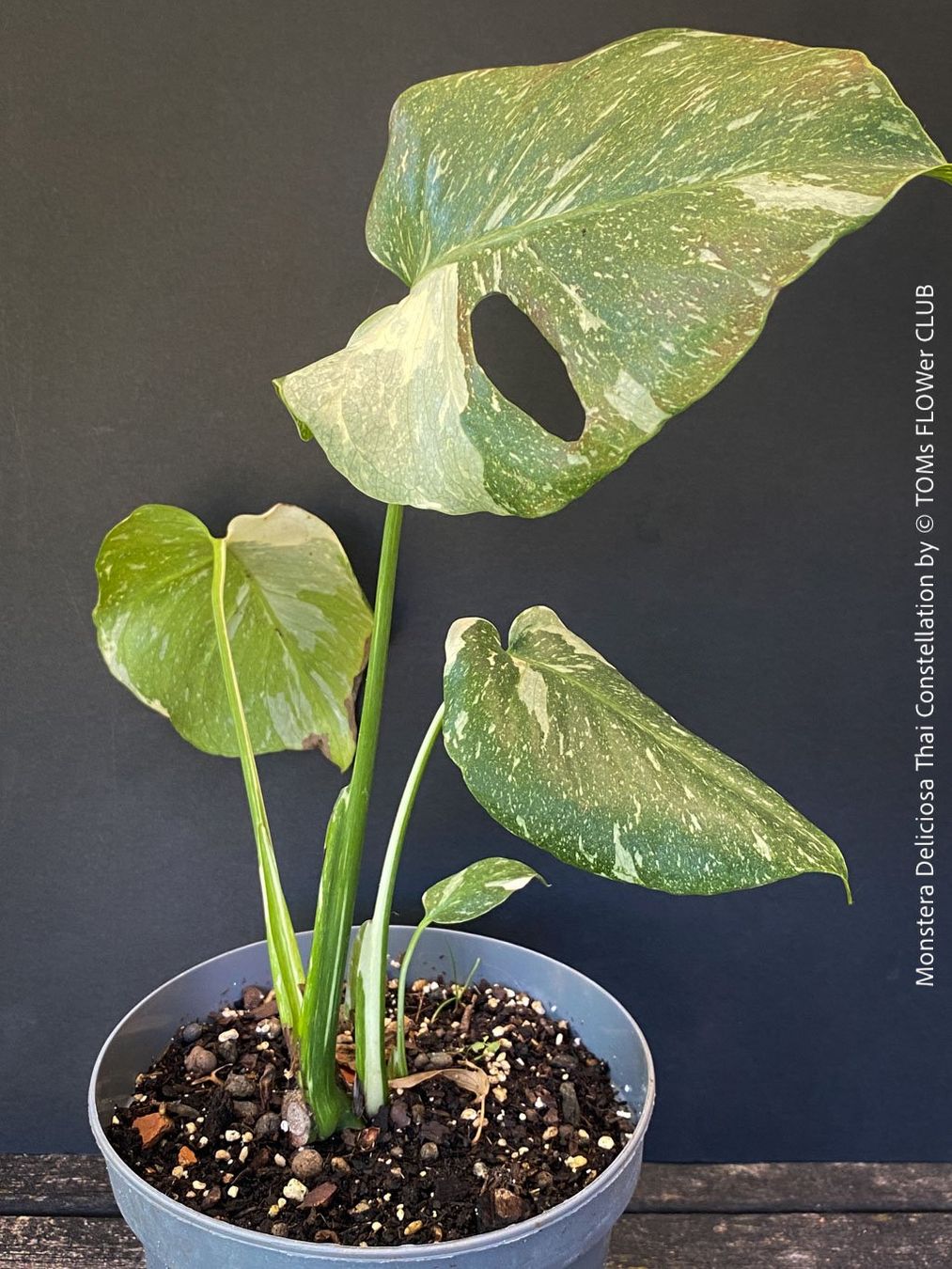 Piante & sementi: Monstera Deliciosa Thai Constellation - grossblättrig – Nuovo e nell'imballaggio originale da Adliswil venduto da astom369 5