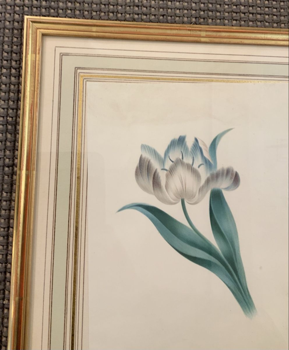 Dipinti: Aquarelle, une tulipe signé E McBeath – Usato da rolle venduto da Tontonjulot 4