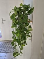 Zimmerpflanze Goldene Efeutute (Epipremnum aureum), ca.80cm