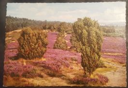 sehr alte Ansichtskarte "Heide"