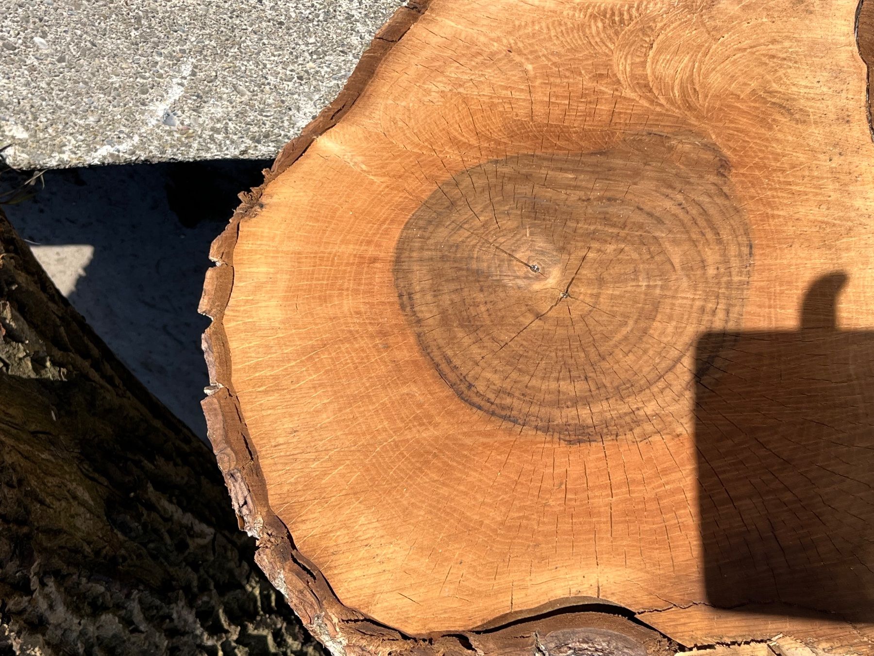 Articoli in legno: Nussbaumstamm, Bretter, Bohlen, Tisch – Nuovo (secondo la descrizione) da Nürensdorf venduto da Peterhakab 7