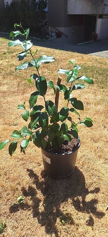 Plantes & graines: Zitronenbaum – D'occasion à Madiswil par Oleander2