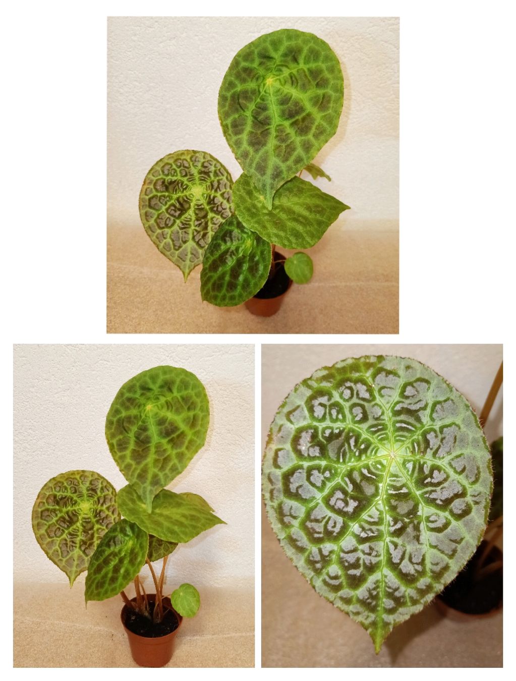 Piante & sementi: Begonia Phuthoensis – Nuovo (secondo la descrizione) da schöftland venduto da UniquePlants