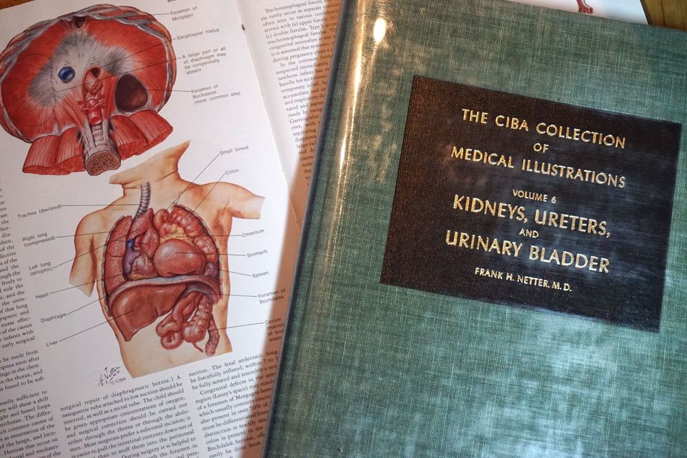 Netter Collection Medical Illustrations/13+1 Bände/Anatomie (Gebraucht ...